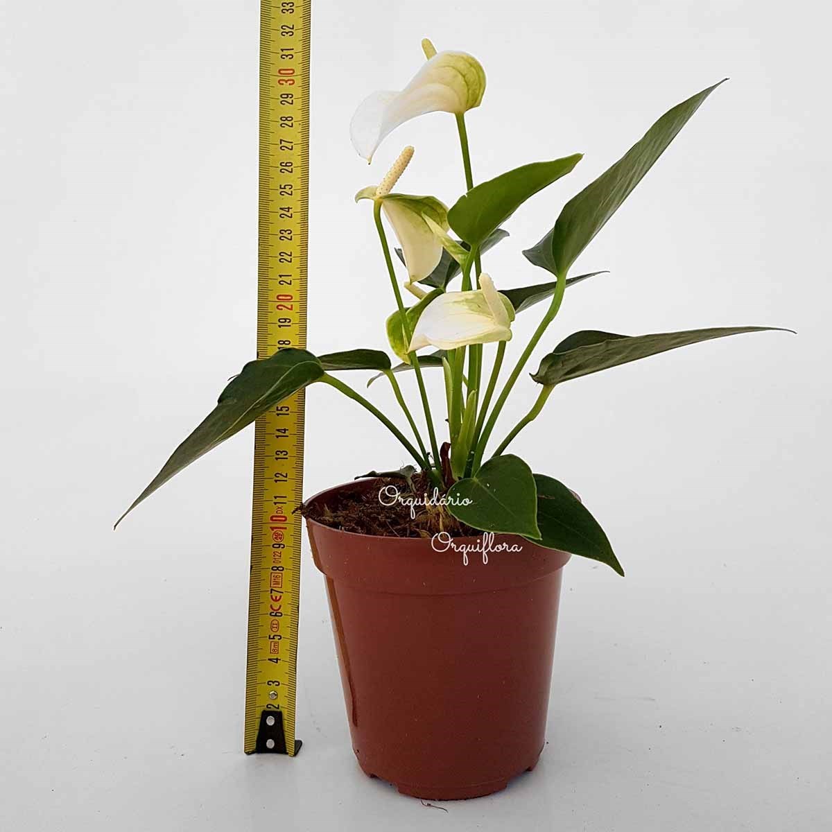 Mini Antúrio Alba Planta Natural Adulta Com Vaso