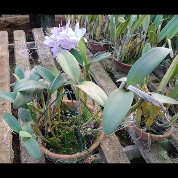 Orquídea Cattleya Portia Baronesa - Adulta - Planta de Coleção