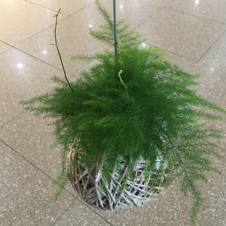 Kokedama de Melindre