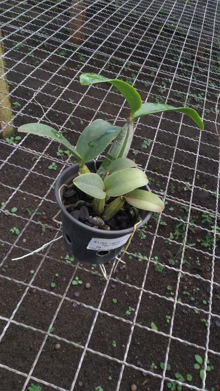 Myrmecophilla tibicinis x Laelia millerii