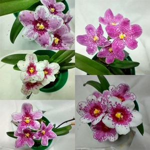 Orquídea Sarcochilus Híbrido