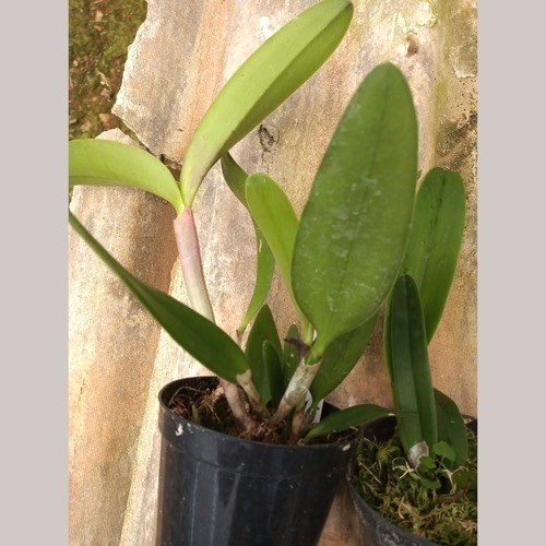 Kit 10 Mudas de Cattleya Pequenas coloridas com identificação