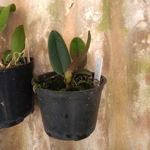 Kit 10 Mudas de Cattleya Pequenas coloridas com identificação