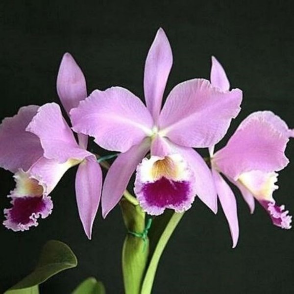 Orquídea Cattleya Labiata Tipo Orquiloja