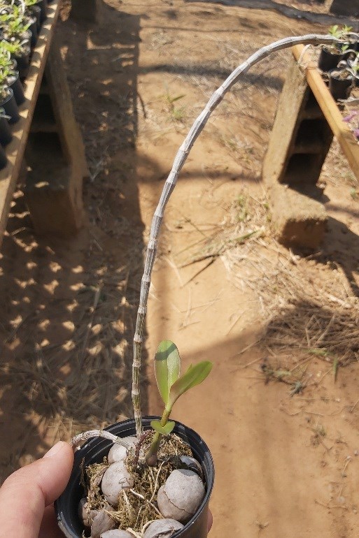 Orquídea Dendrobium pierardii "Hadano Pink"