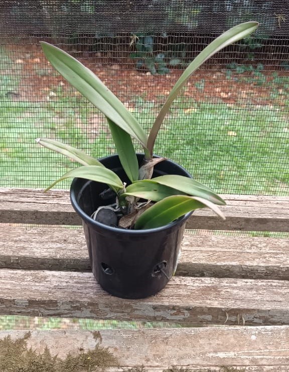 Cattleya schilleriana x Encyclia atropurpurea