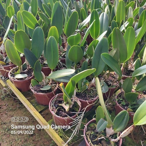 Rlc. Maitland - Adulta