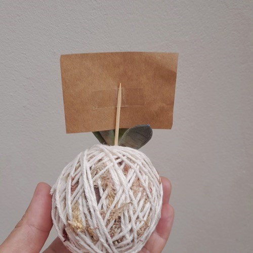 Kit 10 Mini Kokedamas de Suculentas Variadas