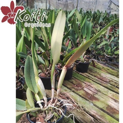 Orquídea Rlc. Julia Monobe - Adulta