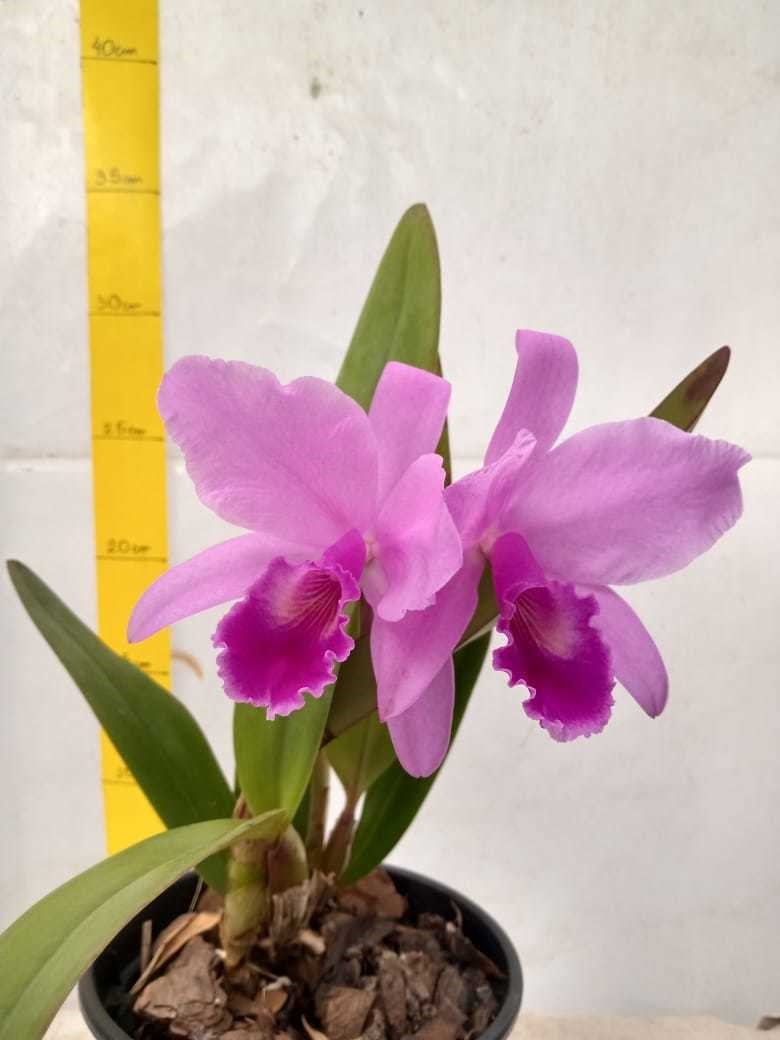 Orquídea Cattleya Portia tipo