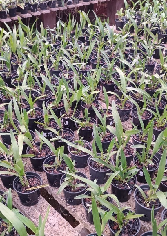 Cattleya bowringeana x Cattleytonia jamaica Red