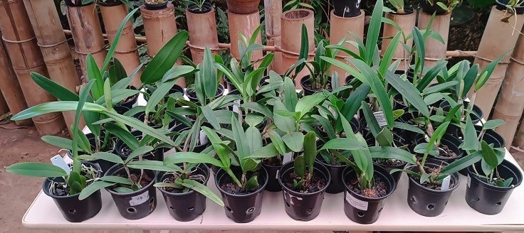 Kit Cattleya hibrida - 40 plantas sortidas