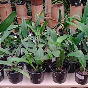 Kit Cattleya hibrida - 40 plantas sortidas