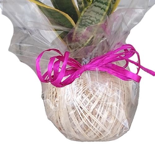 Kokedama de Espada de Santa Bárbara