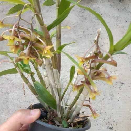 Orquídea Dendrobium ionopus