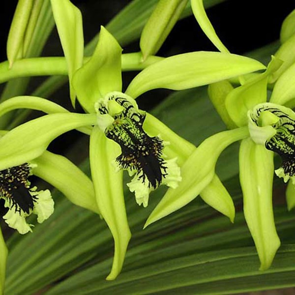 Orquídea Coelogyne pandurata - Orquiloja