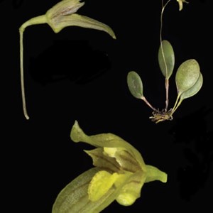 Micro Orquídea  Specklinia leucosepala (=Pleurothallis leucosepala)