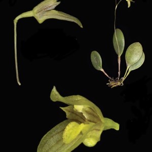 Micro Orquídea Specklinia leucosepala (=Pleurothallis leucosepala)