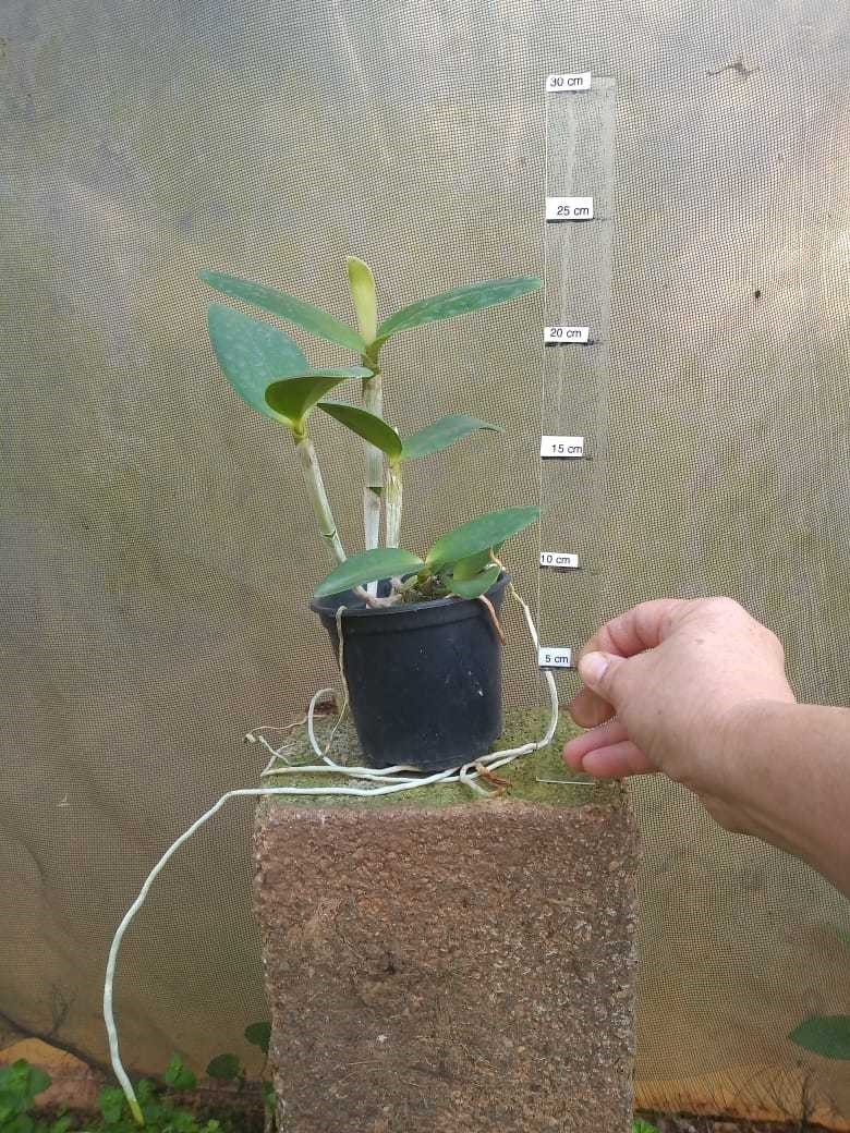 Orquídea 2 Cattleya intermedia - Kit