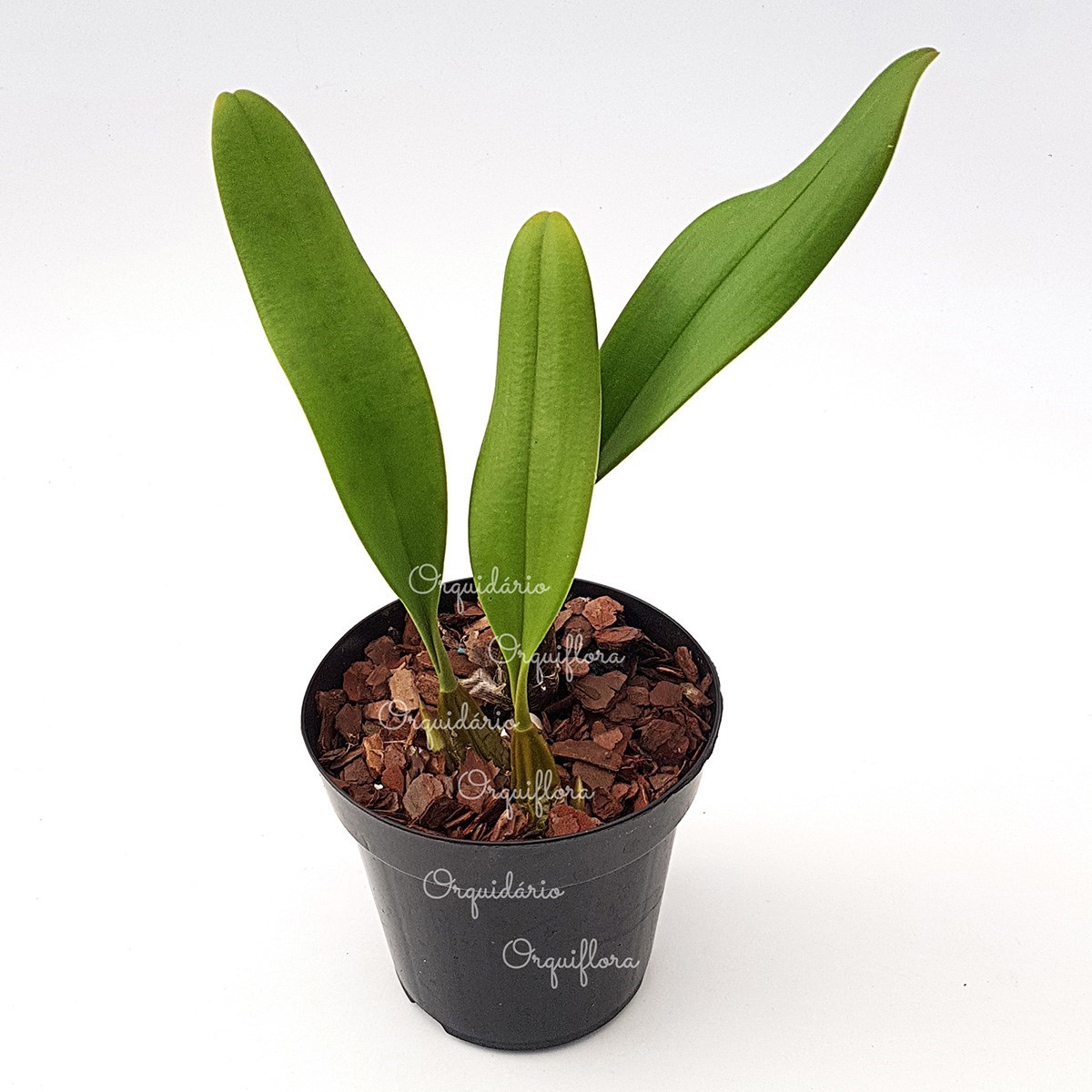 Orquidea Bulbophyllum medusae. Planta Adulta!!