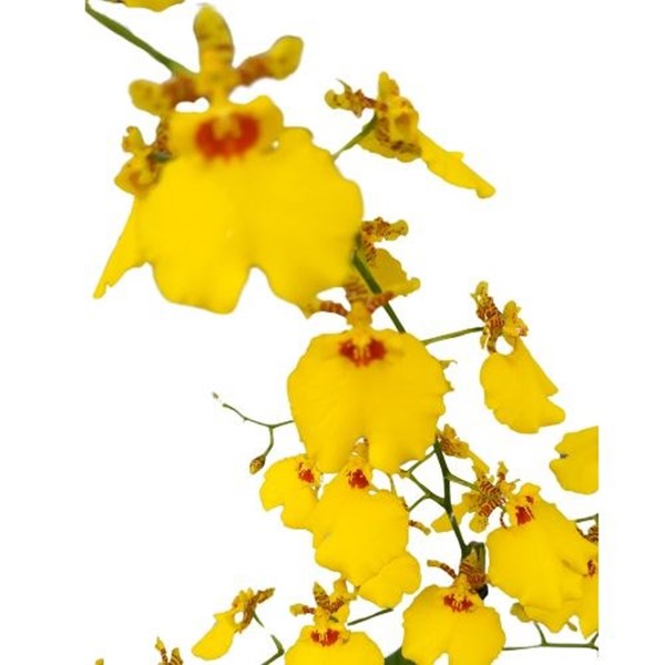 Orquídea Chuva de Ouro para Presente Dia das Mães