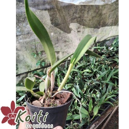 Orquídea (Pot. Love Dressy X Lc. Trick or Treat) x Slc. Wendy´s Valentine - Adulta