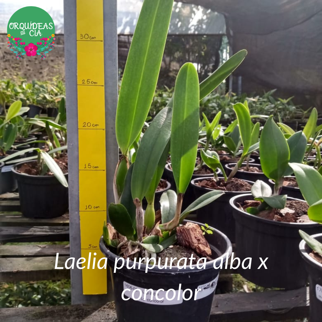 Orquídea Laelia purpurata alba x concolor
