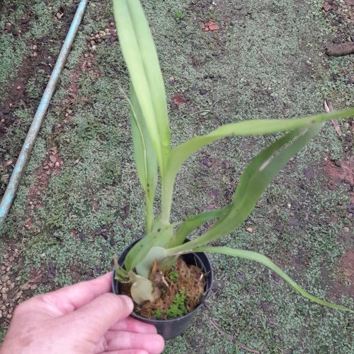 Orquídea Oncidium ornithorynchum