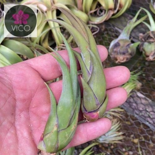 Tillandsia circinata