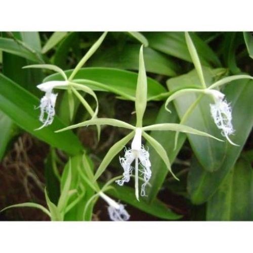 Orquídea Epidendrum ciliare