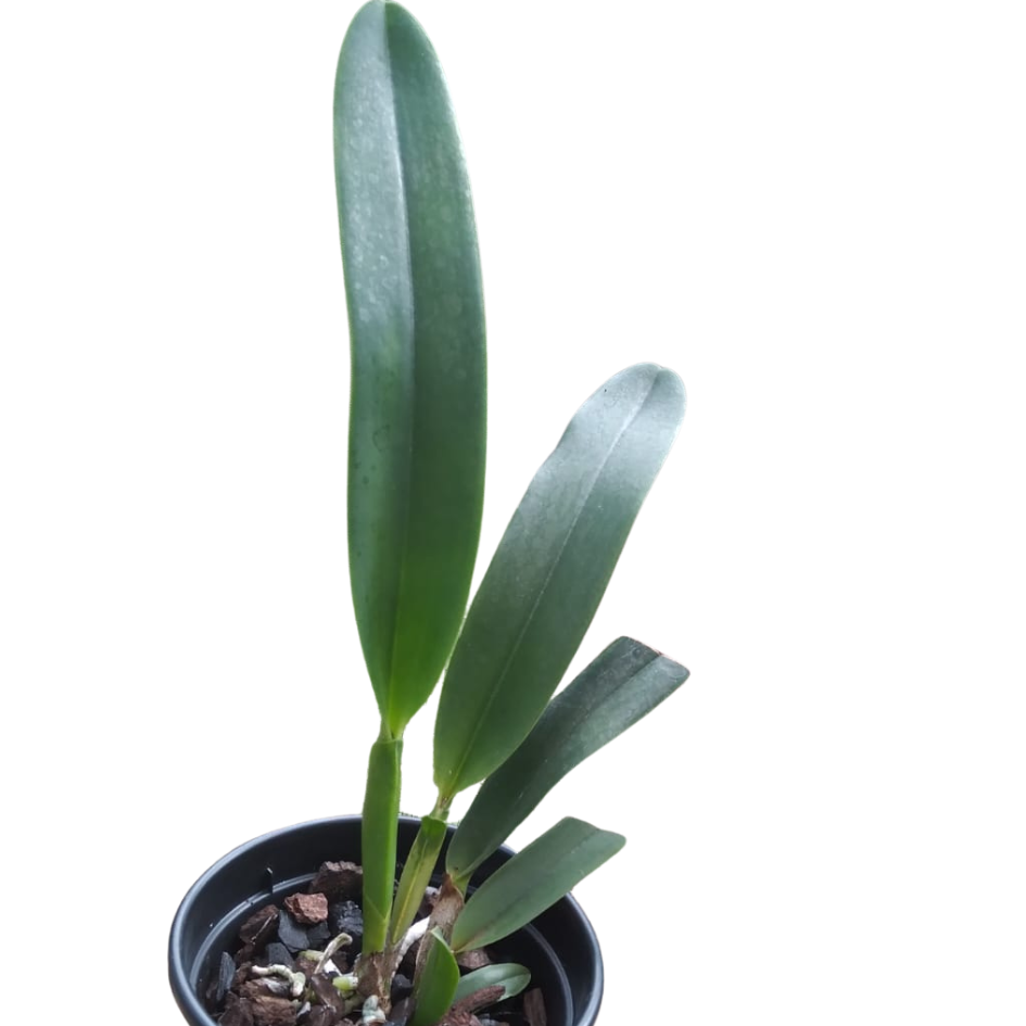 Laelia purpurata ( Alba x Alba )