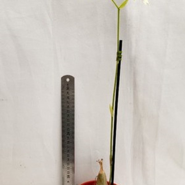 Orquídea Calanthe vestita Planta Adulta