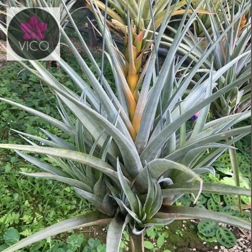 Tillandsia Capitata Maia Gold