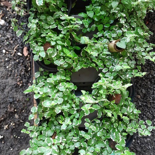 Folhagem Hera unha de gato variegata (Ficus pumila "White Sunny")