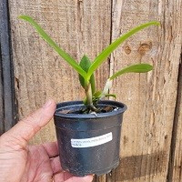 Cattleya porphyroglossa