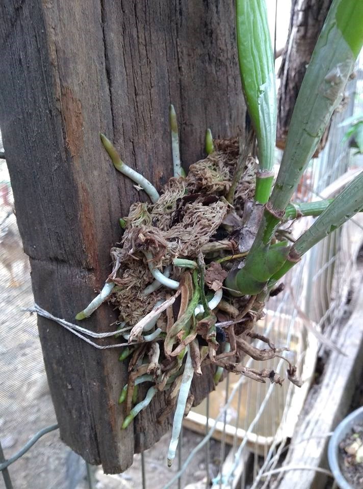 Seacrop - fertilizante mineral misto- Embalagem de 100ml.