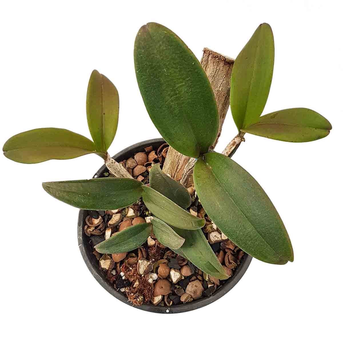 Orquídeas Cattleya schilleriana X Cruzeiro Do Sul