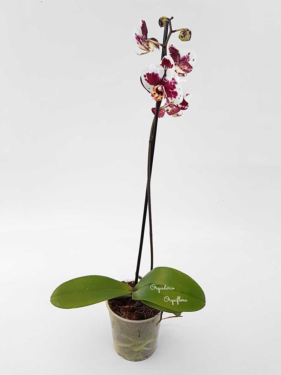 Orquídea Phalaenopsis Dalmata Planta Adulta Flor Pintalgada