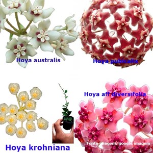 Combo de flores de cera nº 2 mudas enraizadas no pote nº 6