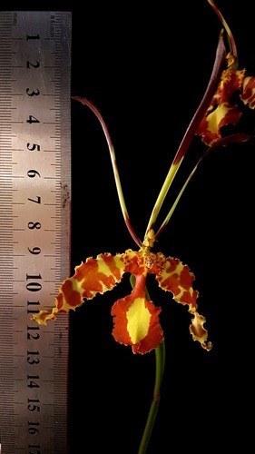 Orquidea Kit 4 Orquídeas Raras!!!