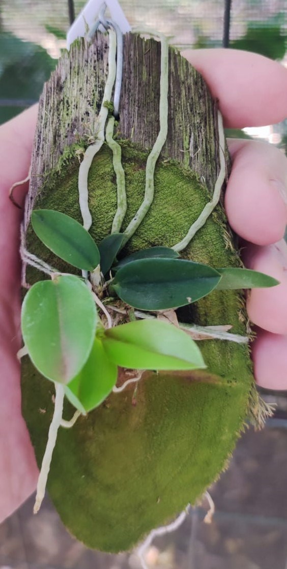 Orquídea Sophoronitis cernua laranja