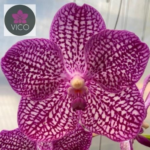 Orquídea Vanda Tristar Pink Gauze