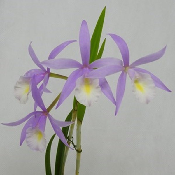 Orquídea Brassavola tuberculata x C. harrisoniana tipo