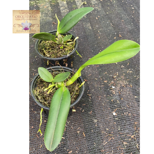 Orquídea Hadrolaelia pumila Amoena