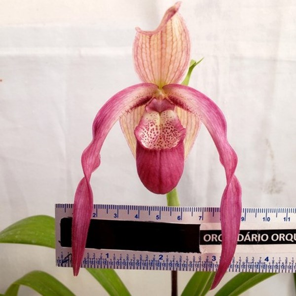 Kit 2 Orquídeas Phragmipedium schroederae + Musgo