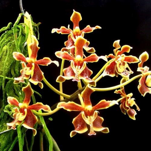 Paraphalaenopsis labukensis