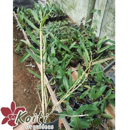 Orquídea Dendrobium Dixanthum - Adulta