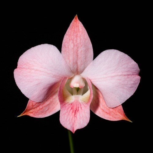 Orquidea Dendrobium (denphal) Kiko Orange!! Super Promoção!!