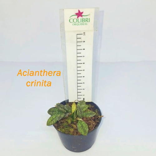 Orquídea  Acianthera crinita