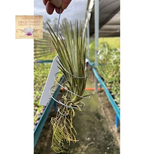 Tillandsia paraibensis